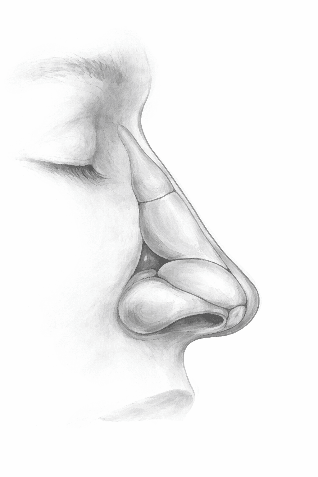 anatomia dorso y punta. rinoplastia vs septoplastia
