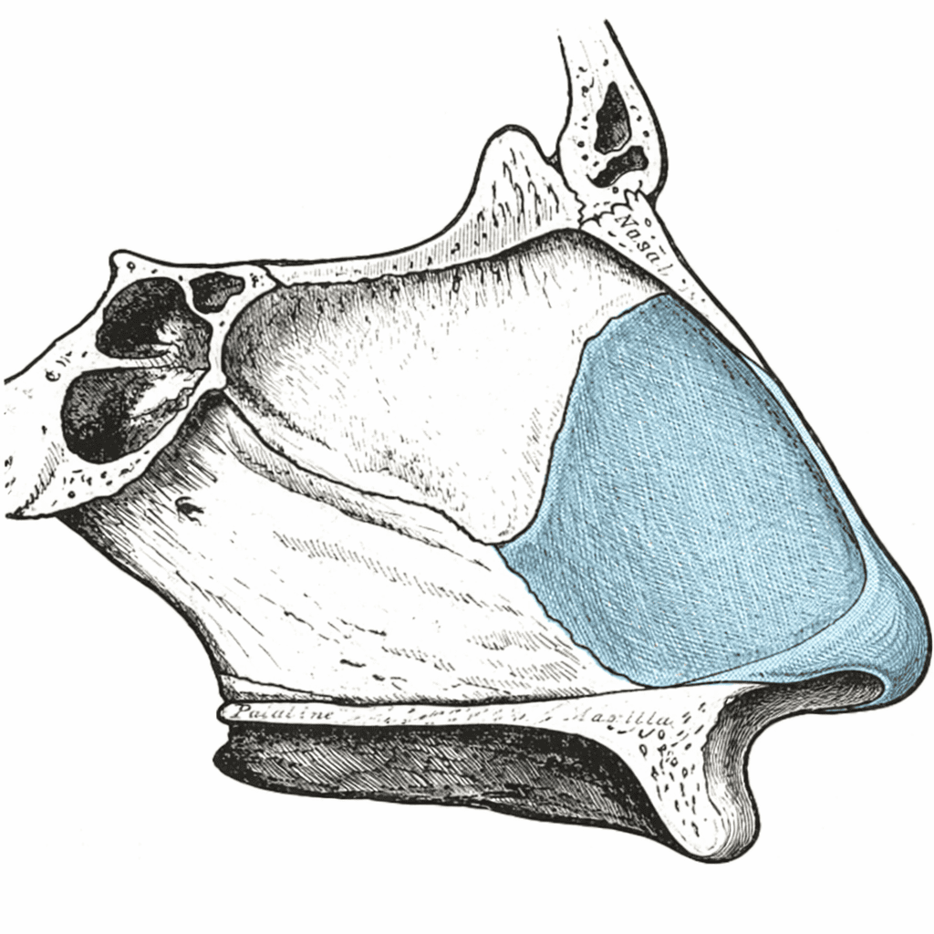 anatomai tabique nasal. rinoplastia vs septoplastia